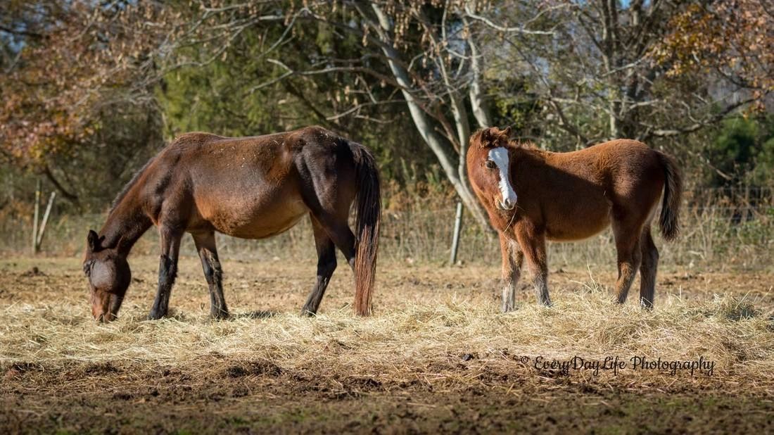 Mill Swamp Indian Horses Gwaltney Frontier Farm Steve & Beth Edwards Smithfield, Virginia